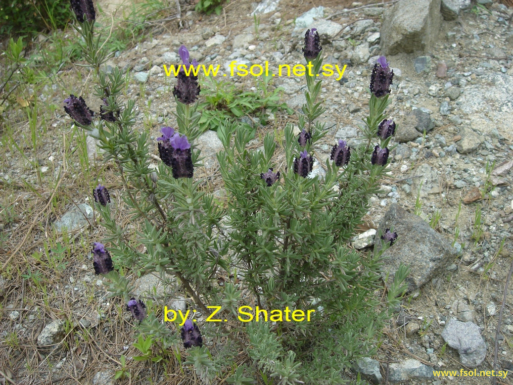 Lavandula stoechas L.